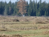 Hubert 2008