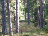 Hubert 2008